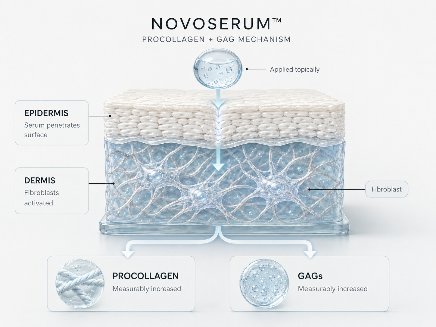 Illustration of NovoSerum growth factors penetrating the skin and activating fibroblasts to produce procollagen and glycosaminoglycans